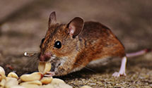 24 Hour & Emergency Exterminators in Pullman, MI